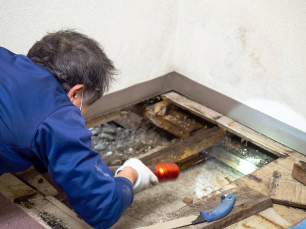 Best Attic Mold Removal  in Selma, NC