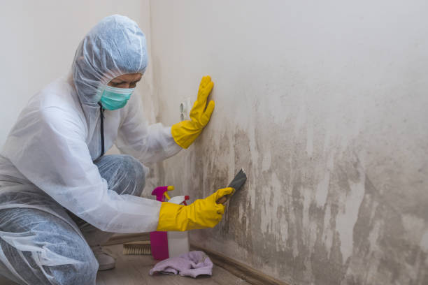 Attic Mold Removal in Selma, NC