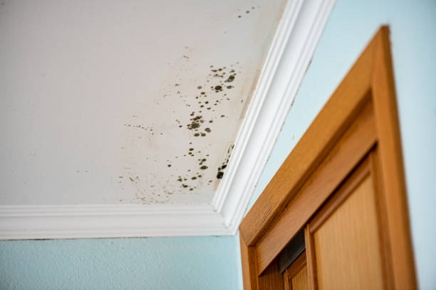 Best Professional Mold Removal  in Selma, NC