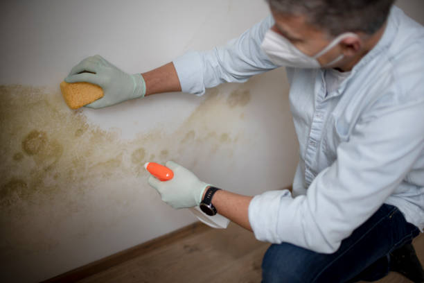 Best Office Mold Removal Services  in Selma, NC