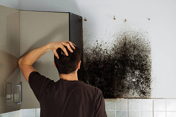 Selma, NC Mold Removal Pros