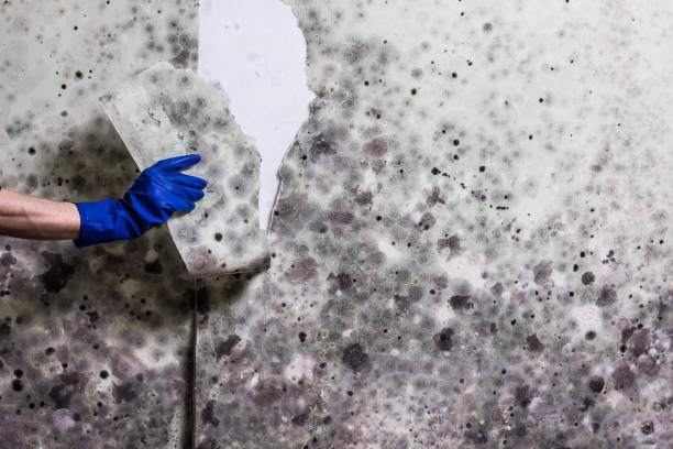 Best Same-Day Mold Removal  in Selma, NC